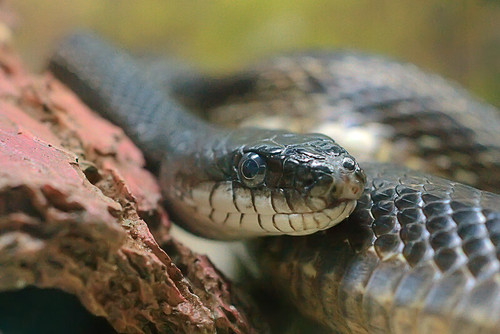 Babler State Park, in Wildwood, Missouri, USA - snake in terrarium