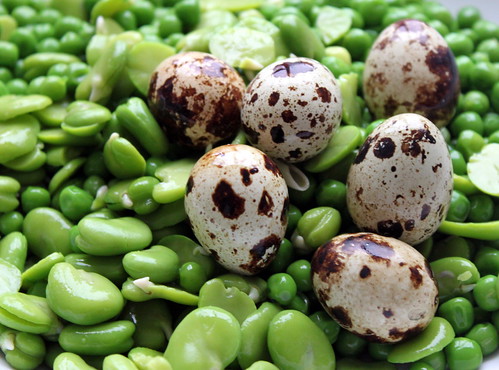 Braised Lettuce w Broad Beans, Peas, Ham & Quails Eggs