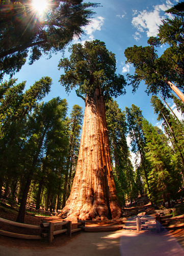 Sequoia National Park 19