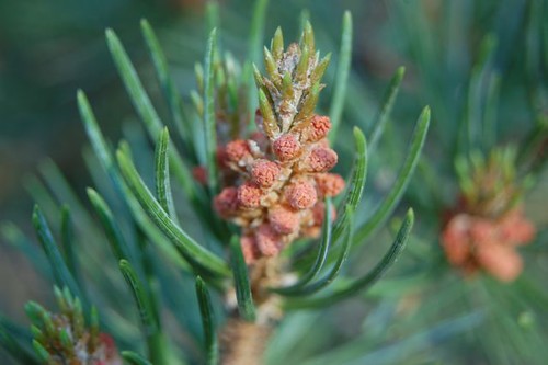 pines