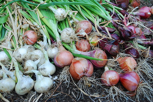 Onion Harvest