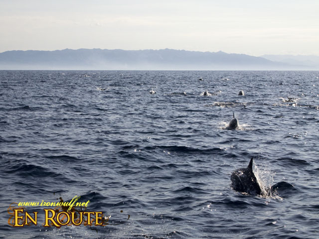 A Superpod of Dolphins at the waters of Pamilacan