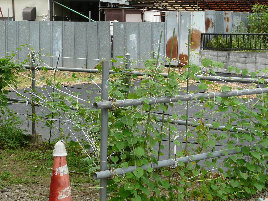 Trained Creeping Fence