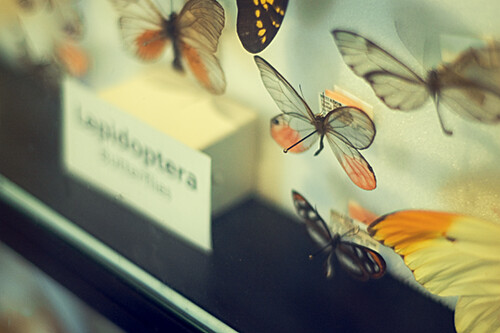 Butterfly Exhibit 3