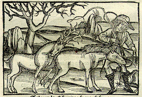 Cervus, Equus et Homo