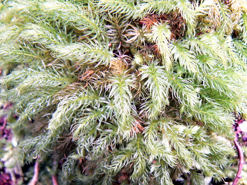 Moss on rainforest floor