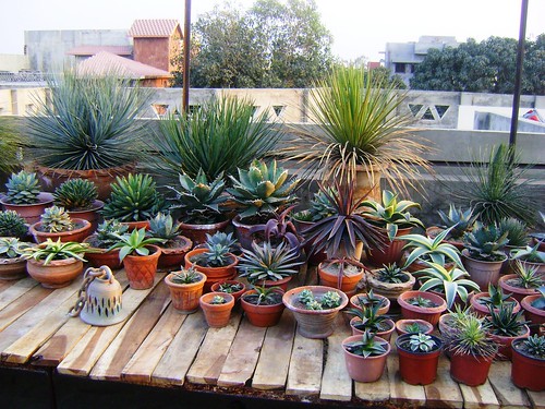 Succulent Garden by TheLovelyPlants