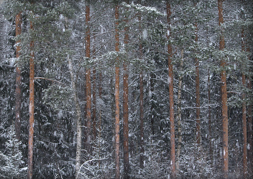 skog, tallar, snö, snöar, vinter