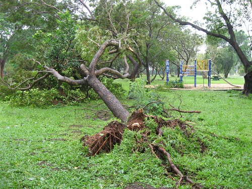 After TC Carlos - Tree down in local park, Moil