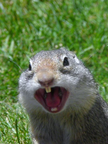 screech of mammoth ground squirrel town