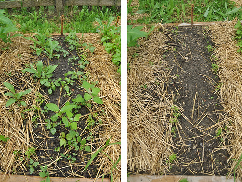 Weeding before and after