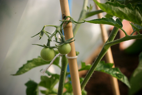 First tomatoes of the polytunnel