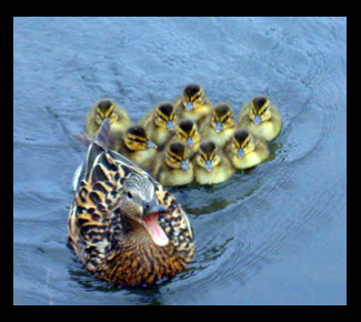 mama-baby-ducks