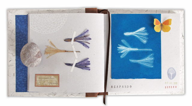 Agapanthus pages