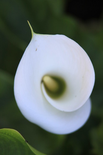 Lily swirl