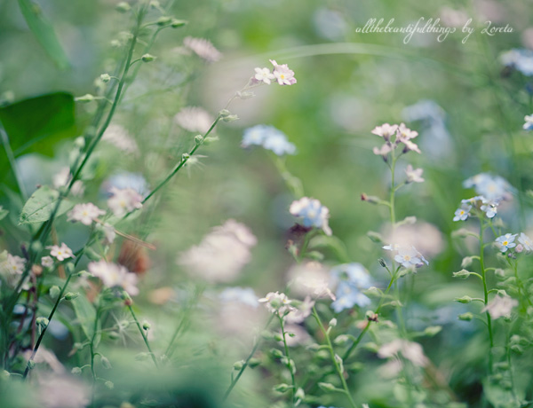 Forget-me-not ♥