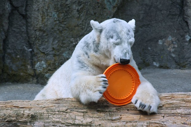 polar bear, oregon zoo