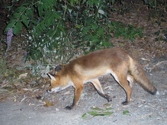 Neighbourhood fox