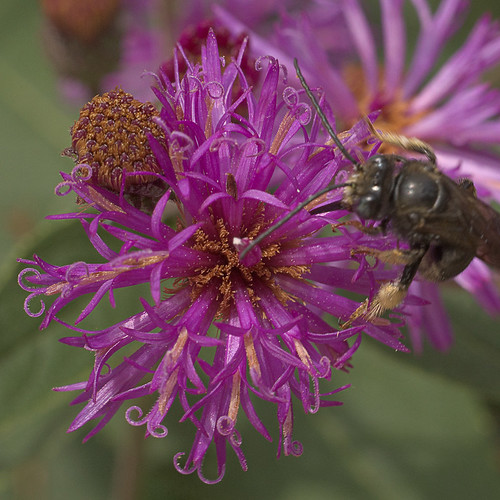 Missouri Botanical Garden (Shaw's Garden), in Saint Louis, Missouri, USA - purple flower with bee
