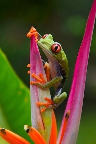 Tree Frog :D