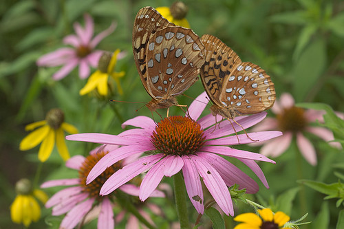 Babler State Park, in Wildwood, Missouri, USA - two butterflies on coneflower