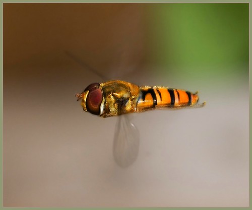 Hover fly close up - approximately three times life size - syrphus ribesii.