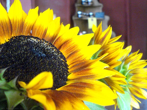 farm stand sunflowers