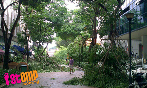 Heavy morning storm topples trees across island