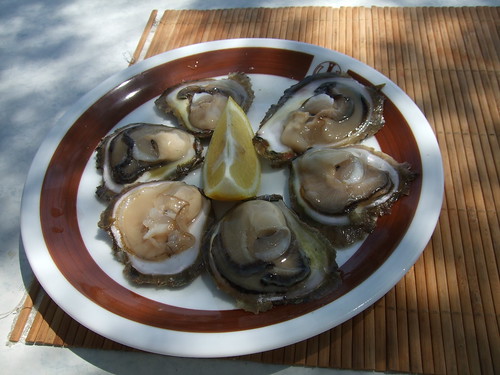 Oysters in Croatia