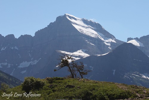 Mountain & Tree at Many Glacier, MT