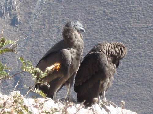 2010-4-peru-223-cabanaconde-cruz del condor