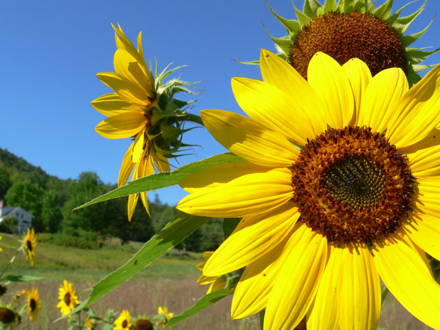 sunflower_mountain6