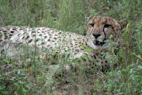 Cheetah ©  Jean & Nathalie