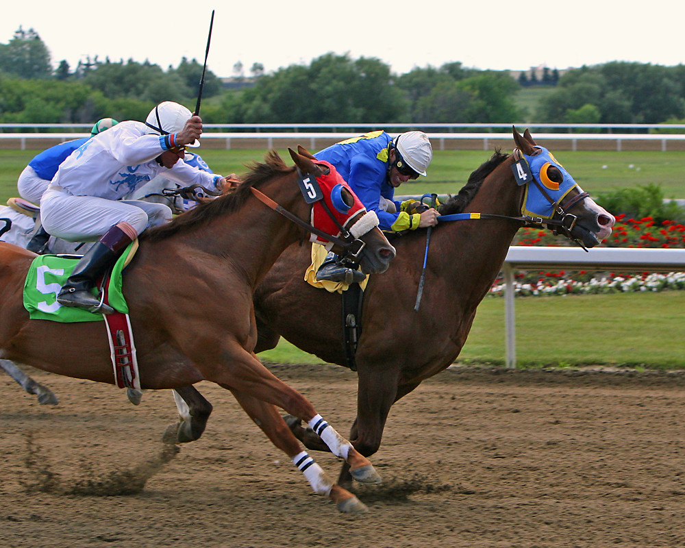 Useful Tips About American Quarter Horse Racing