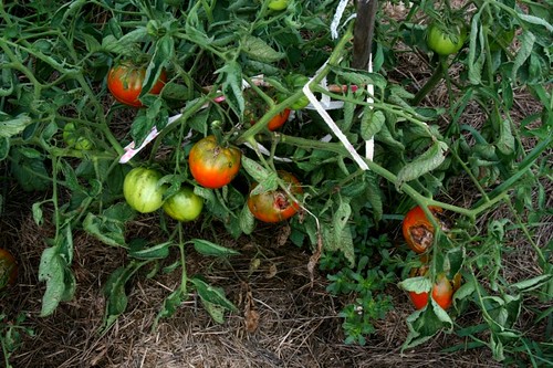Maters1_2010