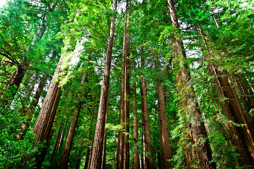  フリー写真素材, 自然・風景, 森林, 樹木, アメリカ合衆国,  