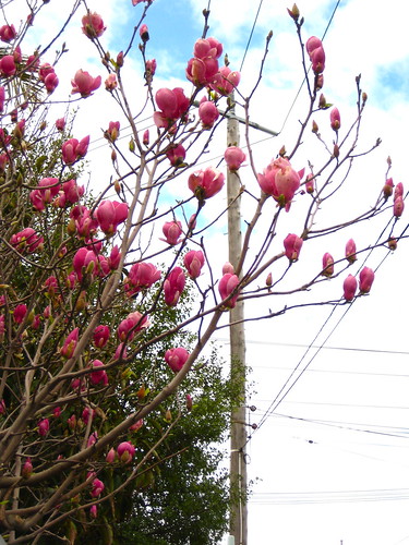 spring is here, magnolias blooming