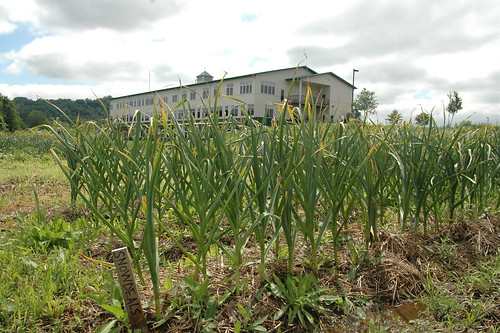 on the topic of water-logged garlic at organic valley hq