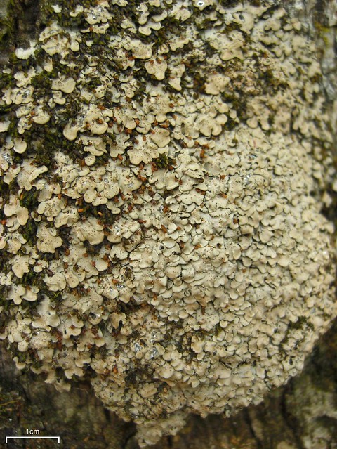 Placidium arboreum