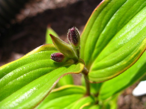 First toad lily buds