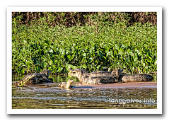 yacare caiman, Pantanal, Brazil