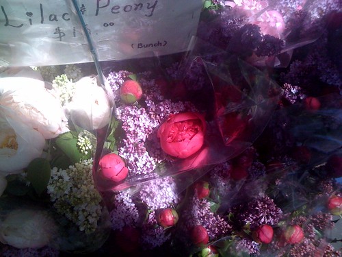lilacs and peonies in NYC