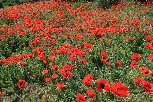 Victor, ID Poppies