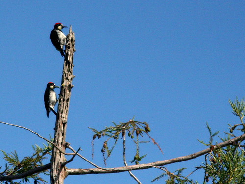 Acorn Woodpeckers 20100624
