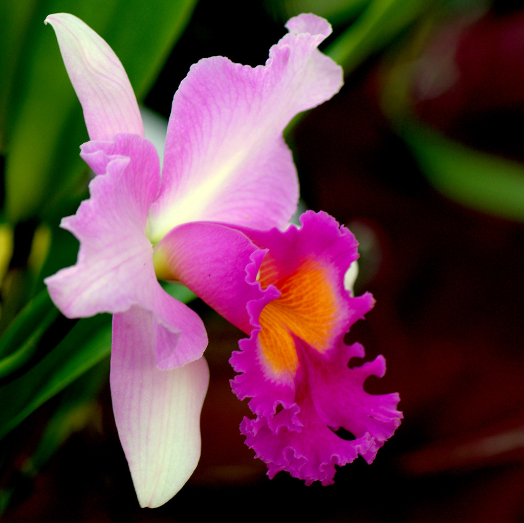 Glamor in an orchid 兰花的魅力...