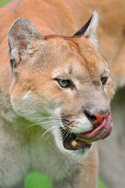 A puma and his tongue