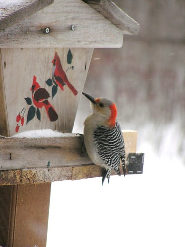 Red Bellied Woodpecker 2010