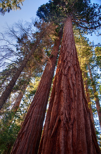 Sequoia National Park 14