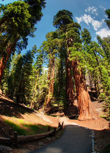 Sequoia National Park 17