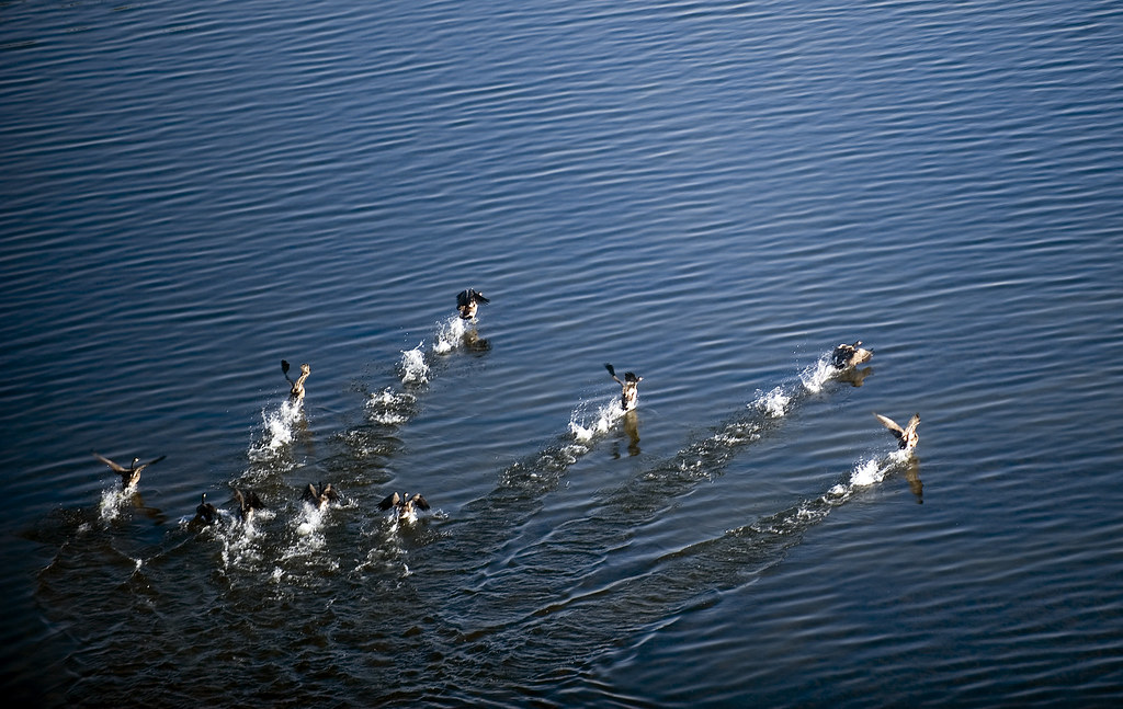 Ducks Aerial